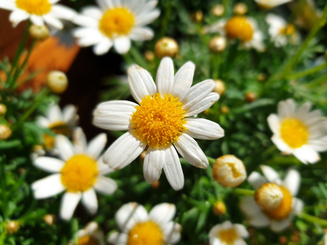 daisy-4460972_1280