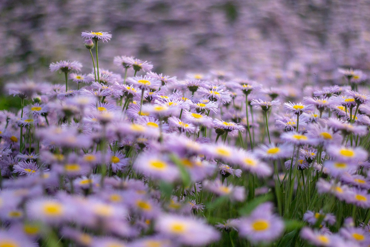 flowers-5080164_1280
