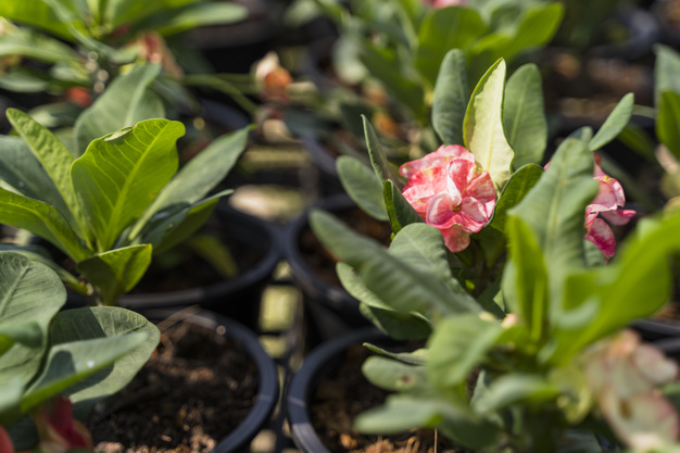 gardening_23-2148020415