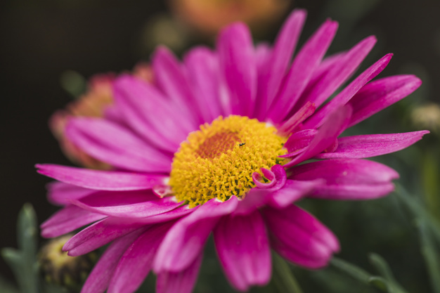 little-beetle-wonderful-violet-flower-with-yellow-center_23-2148060173