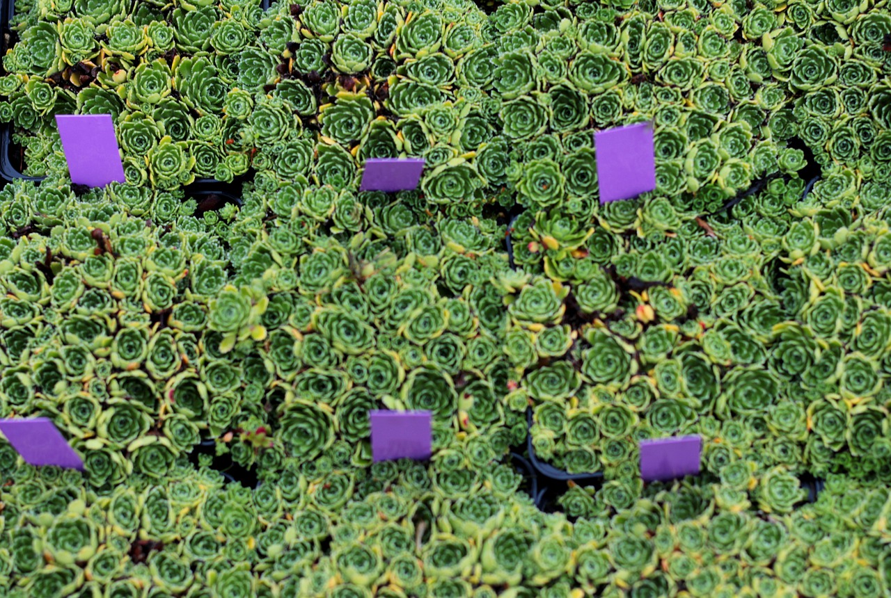 succulents-5388484_1280