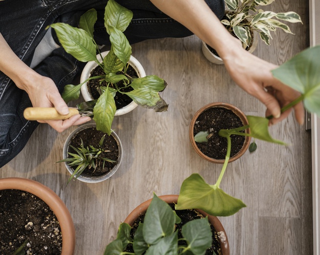 top-view-woman-planting-indoor-plants_23-2148850843