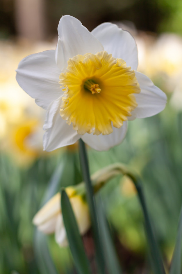 white-daffodil-with-yellow-center-blooming-spring_181624-8192