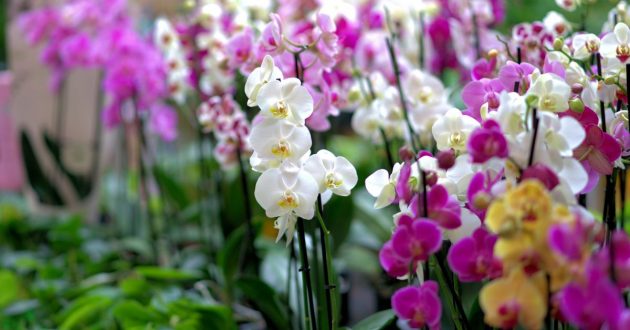 Come curare le orchidee in estate: posizionamento, innaffiatura e concimazione.