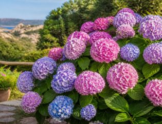 ortensie guida completa