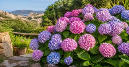 ortensie guida completa